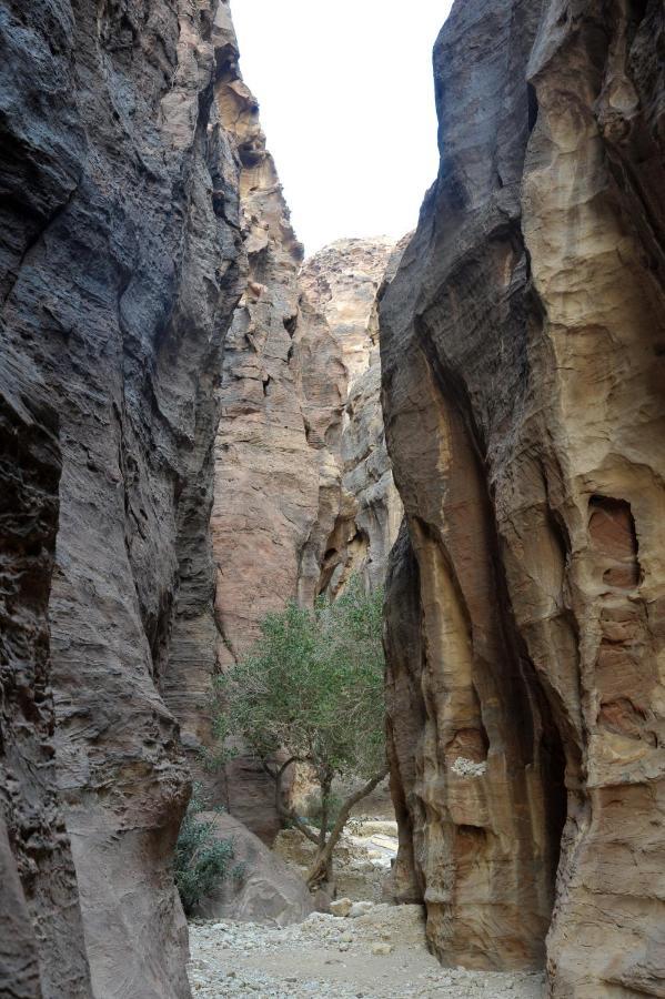 Hotel The Rock Camp Petra Wadi Musa Exterior foto